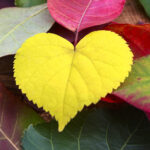 Heart-Centered Self Care
