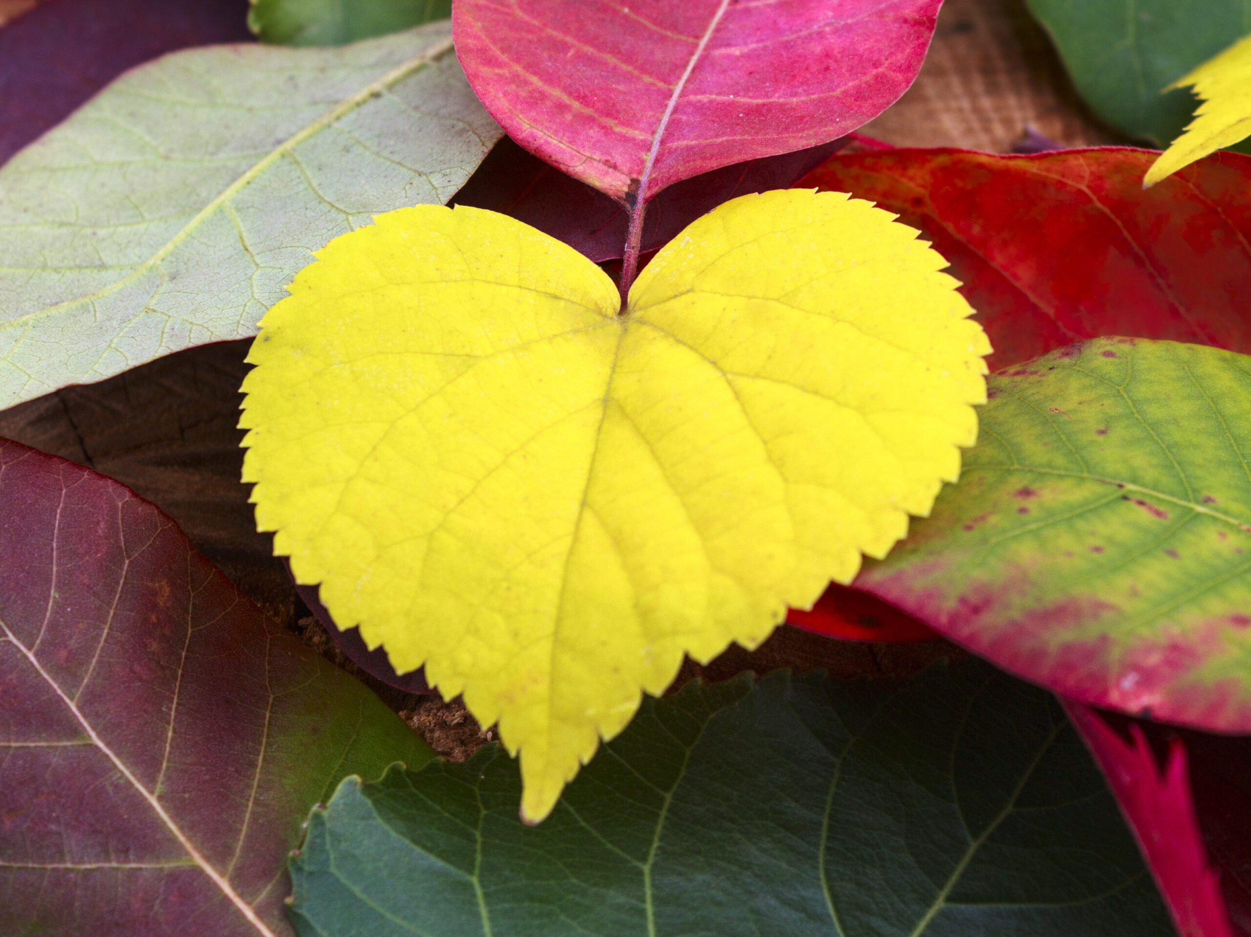 Heart-Centered Self-Care